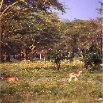 gazelles et savane arboree